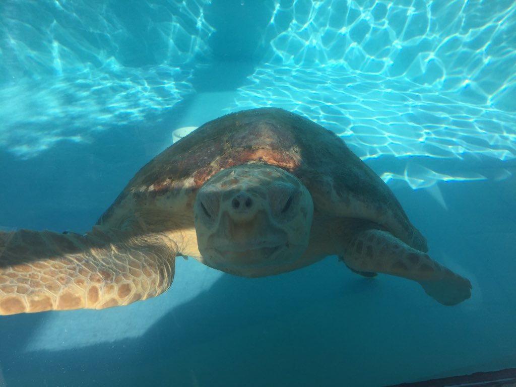 KeriDaigle's tweet photo. Fell in love w/ this lil cutie that is being rehabilitated at @LoggerheadMC #seaturtleawareness #Protectouroceans https://t.co/brHiTaEsw7
