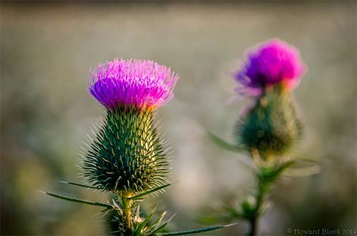 PhotographyTalk's tweet photo. Nice composition and detail. Take a closer look here: https://t.co/AHmoklMKTi https://t.co/u7AY4DgWxS