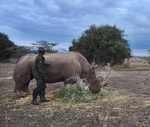 RT <a href="/techreview/">MIT Technology Review</a>: Using Virtual Reality to Save the White Rhino
bit.ly/1MSCD6T 
By <a href="/SimonParkin/">Simon Parkin</a>  cc <a href="/wmmna/">regine debatty</a>