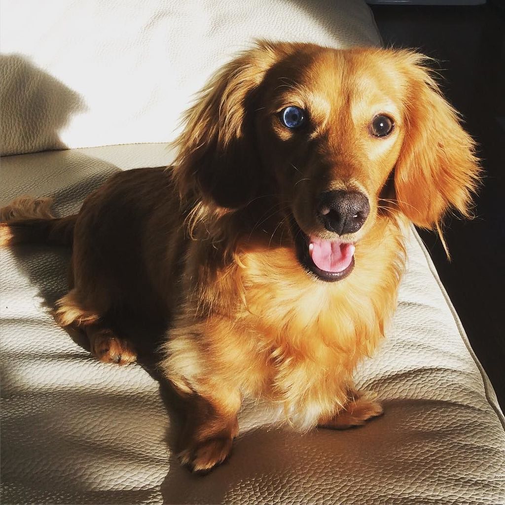 blainethedach's tweet photo. The sun is shining and I'm 😀☀️#tw #dachshund #sausagedogs #sausagedogcentral #puppy #dachshunds #minidoxie #minidac… https://t.co/xhjbN2UduV
