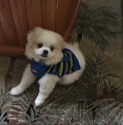 rjarchived's tweet photo. rj's little brother cooper how cute https://t.co/w4vq9hbQoY