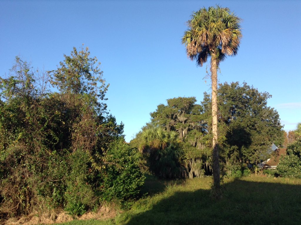 brengirl134's tweet photo. @MyNews13Weather such a beautiful day #edgewaterfl https://t.co/u8zqh6vfle