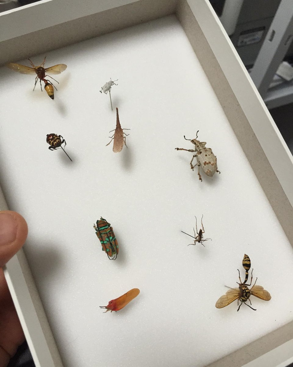 Microsculpture tweet media