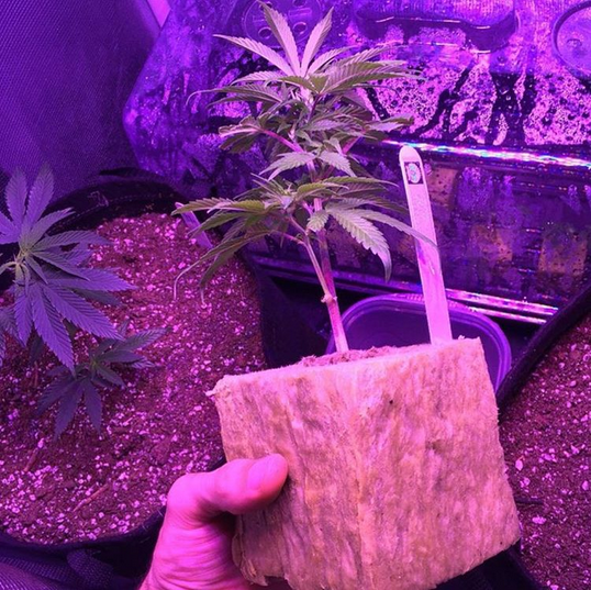 RWwholesale's tweet photo. Transplanted into Gro-Block
#transplant #groblock #grodan #rockwool #hydro #mmj #cannabis #marijuana #mmj #hightimes https://t.co/qk9Rg04Mro