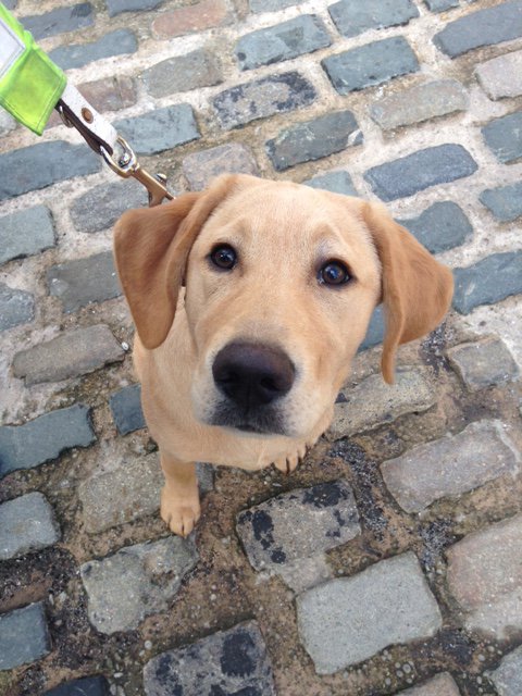 TheGuidePuppy's tweet photo. Can you guess where I am today? (Clue: I'm sat on some pretty famous cobbles!) #TMClover https://t.co/pigIjNUsAE