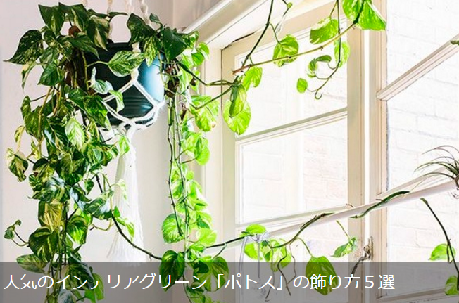 Lovegreen Di Twitter 人気のインテリアグリーン ポトス の飾り方５選 T Co Hz1rkqc03d Green Interior Pothos インテリア グリーン ポトス 植物 飾り方 T Co Zbpjyz7c87 Twitter