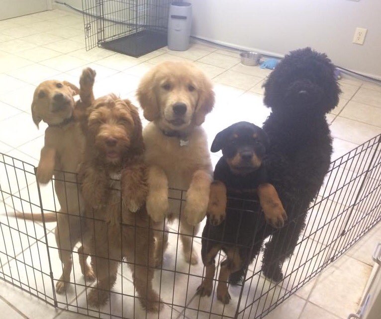 AwesomenessMost's tweet image. My dog's daycare posted this picture of him and his new friends 

#aww #socute #puppies
