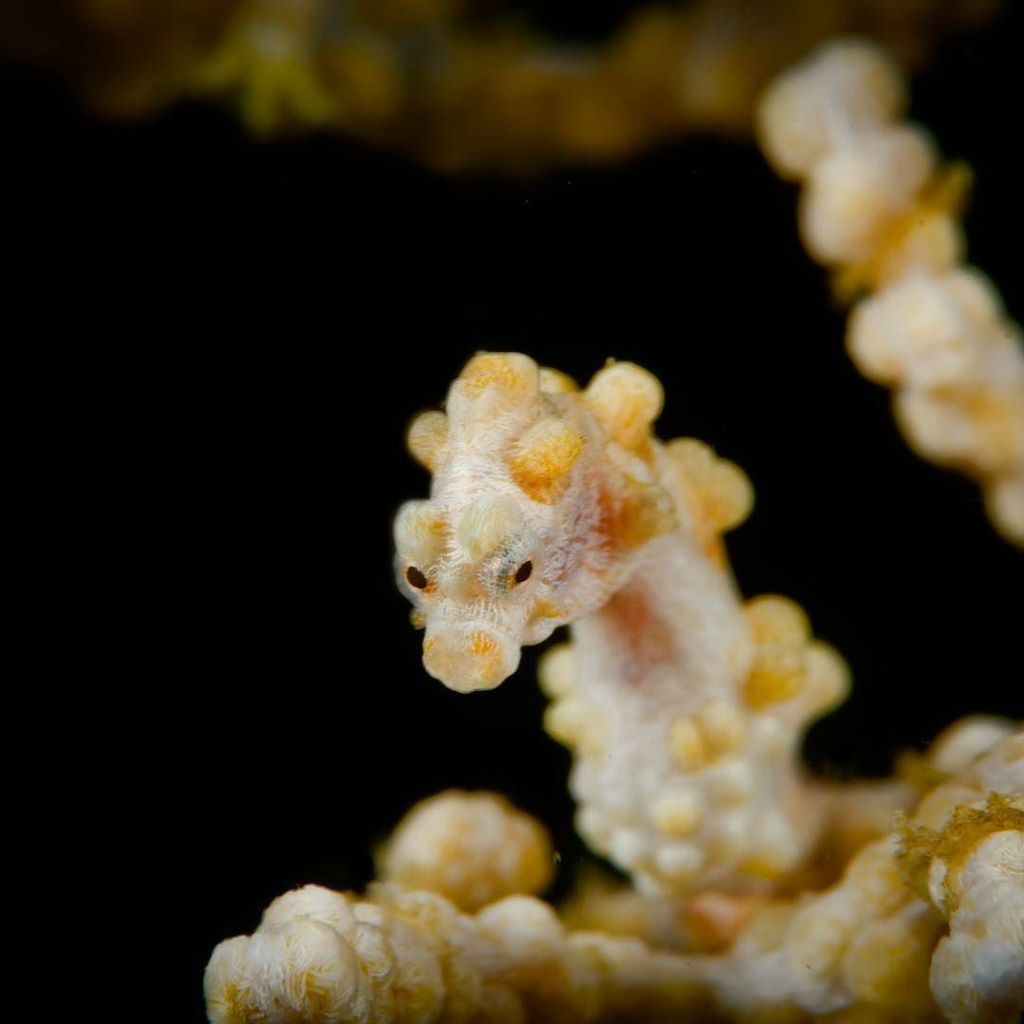 ParadiseCoveStt's tweet photo. foppen6 shares: Seahorse #scubadiving #macro #underwaterphotography #uwphotography #diver #philippines #seaexplore… https://t.co/w3OndNCWHC