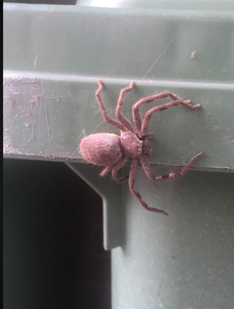 Tigress_Taylor's tweet photo. Came home to find Shelob guarding my house
Apparently I now have a pet
#guardspider https://t.co/KZDVDPKaOr