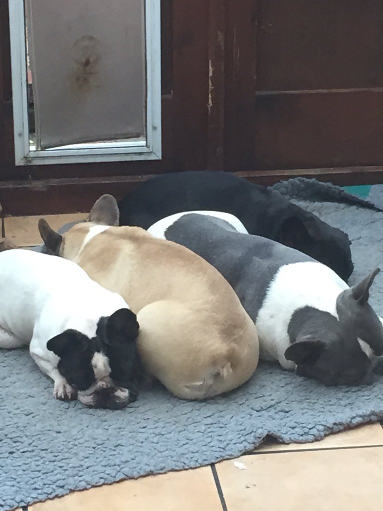 Mrs_V_'s tweet image. Ignoring the #dog flap in favour of a nap - #WeDontDoColdRainyMornings ;) #frenchbulldog #frenchie #friends
