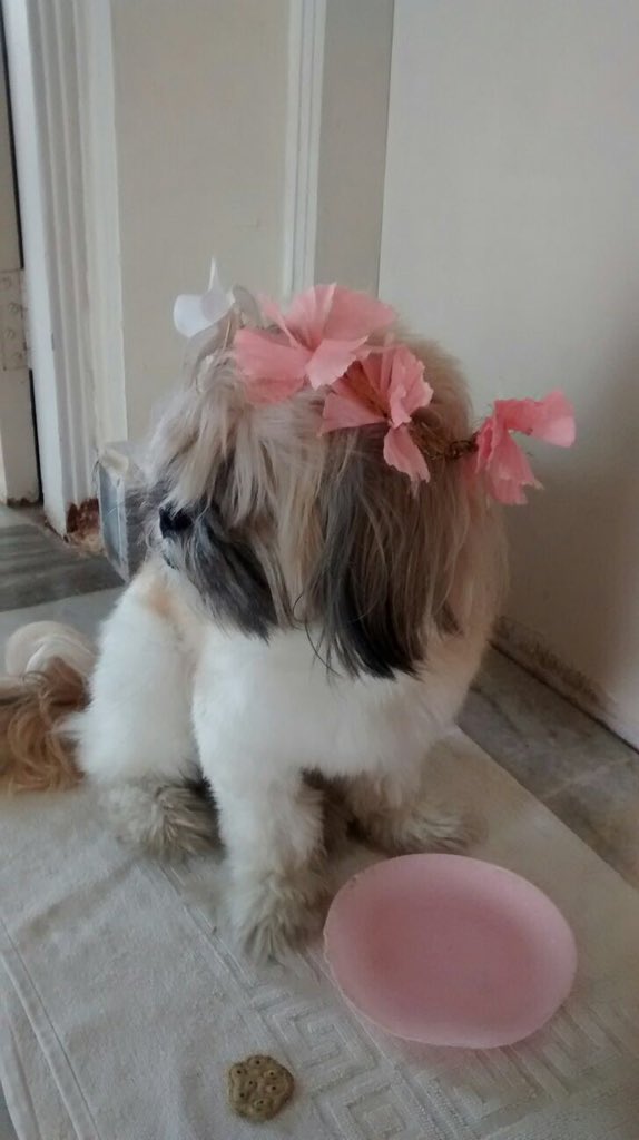 aditihal's tweet photo. She's all ready to go for a music fest! #princess #sowithit https://t.co/WLF0NdEDek