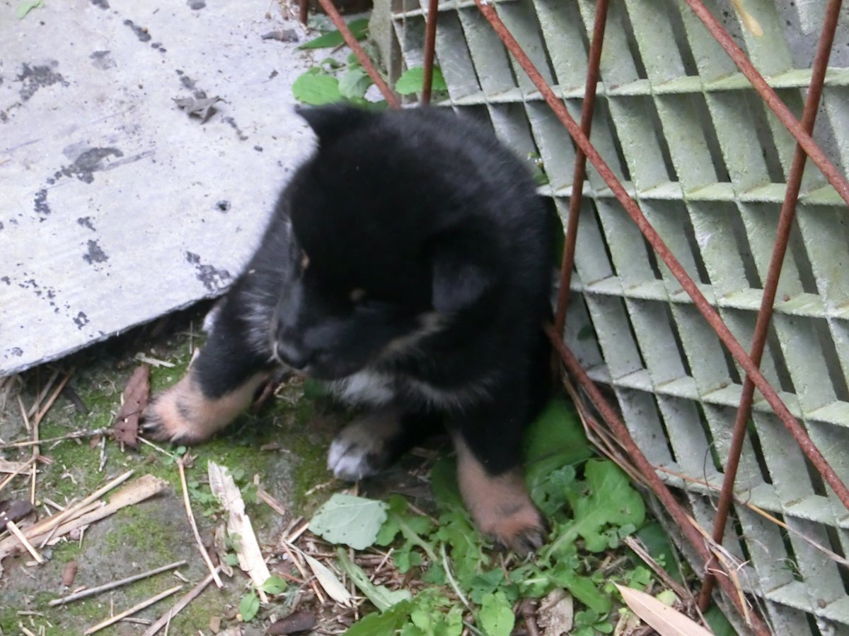 犬に名前をつけた日の事を話そうよ