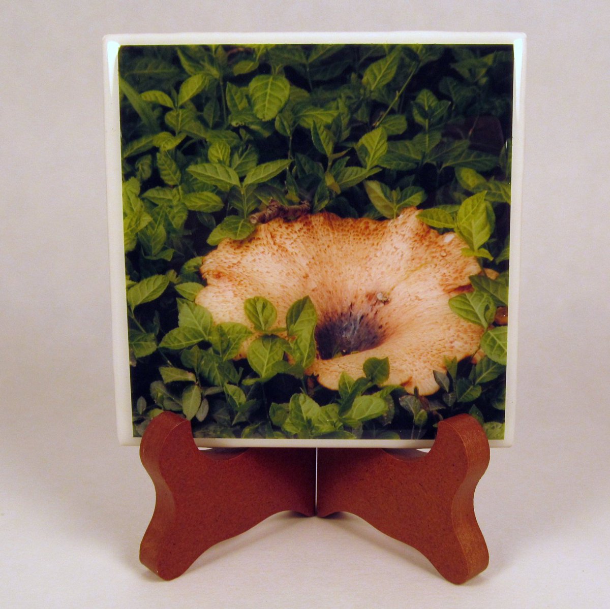 dovesclosetinc's tweet photo. Handmade Photo Coaster Dryad's Saddle 0024C https://t.co/tMKLhyhQH5 #Etsy #HandcraftedCoaster https://t.co/52ZD16k4PJ