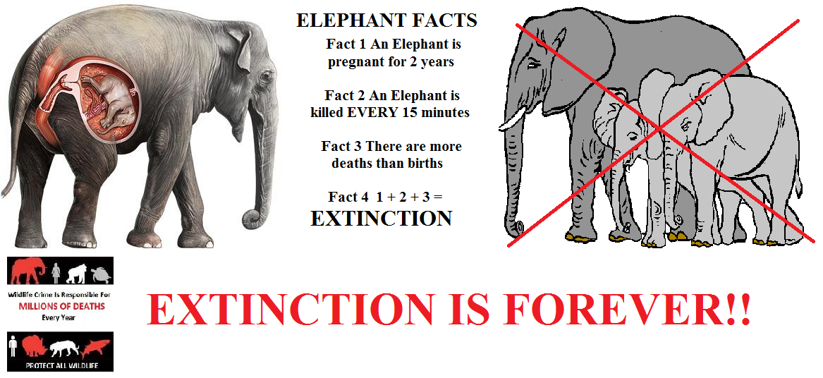 Protect_Wldlife's tweet photo. Frightening Facts - Extinction Is Forever!! @RickyGervais
'When The Buying Stops The Killing Can Too' ~ @YaoMing https://t.co/p1RP7eN3h9
