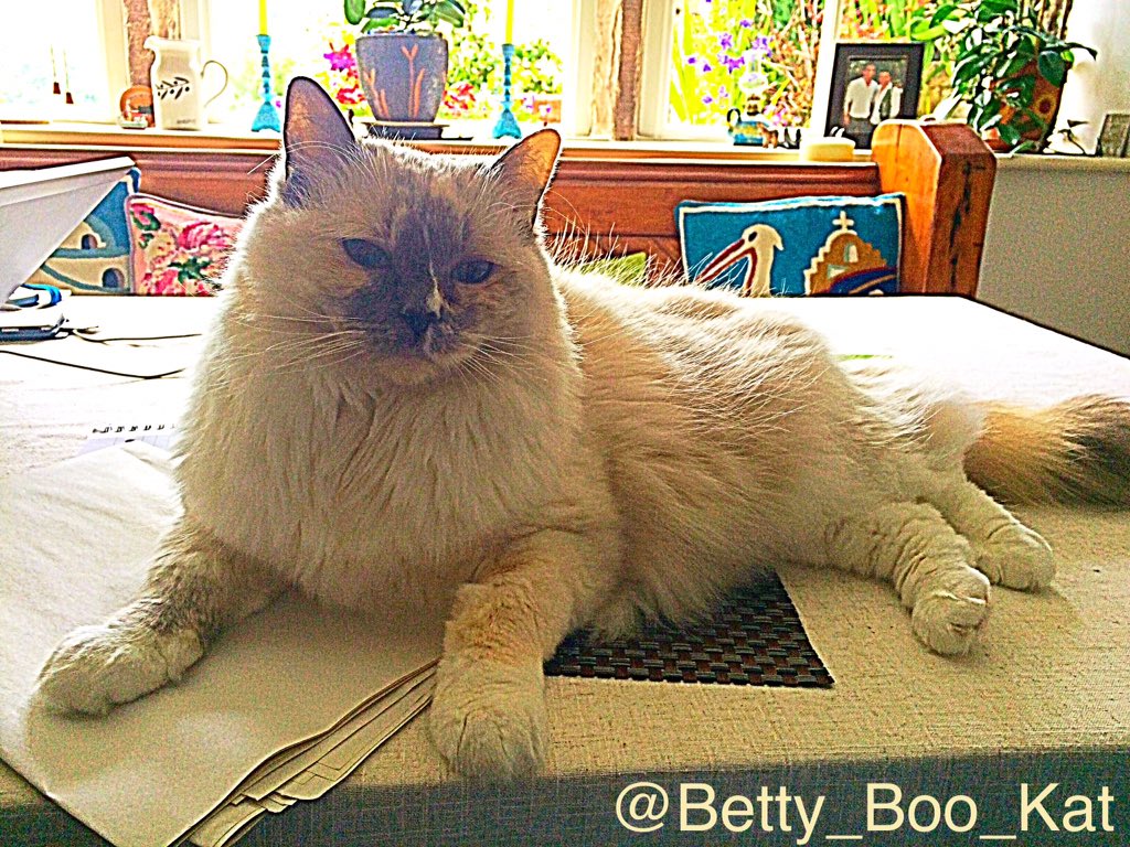 Betty_Boo_Kat's tweet photo. Still waiting...#tunatuesday 🐟😻 what's with this homewerk hoomans?! @clawdiathecat @hugo4de @dwarfgarden https://t.co/eFFTCRS0Co