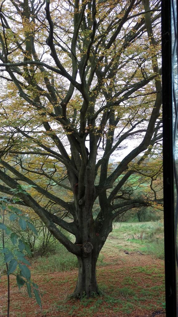 normallifeagain's tweet photo. The view from the kitchen window. The cut leaf beech is 90 years old. It's like having a friend watching over you. https://t.co/p99ikCxX2v