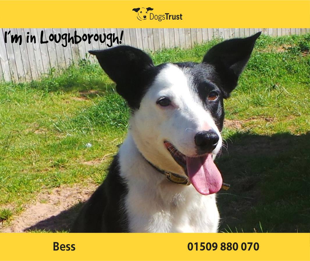 With Bess @dt_Loughborough what you see is exactly what you get, a collie through and through! #rehome