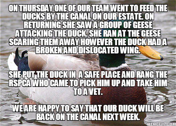 castlefieldesta's tweet photo. Very proud of Zoe on our team for saving one of our ducks from a geese attack! #geeseattack #duck #rspca https://t.co/g6N0Pei5Dz