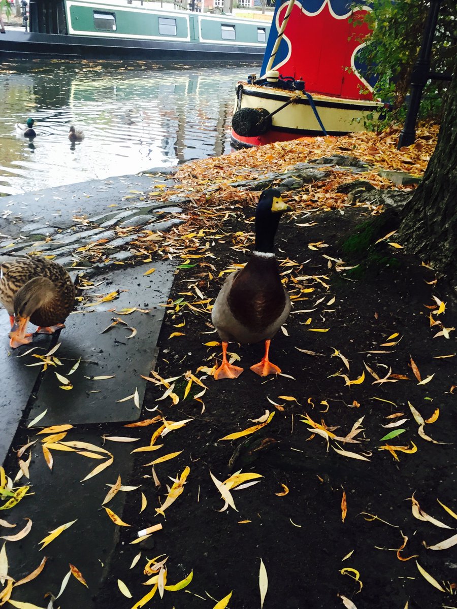 castlefieldesta's tweet photo. Very proud of Zoe on our team for saving one of our ducks from a geese attack! #geeseattack #duck #rspca https://t.co/g6N0Pei5Dz