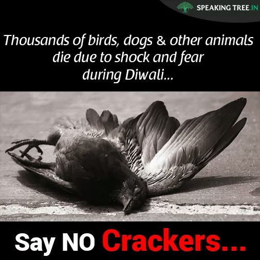Im_ShakeelAhmed's tweet image. #SayNoCrackers this Diwali