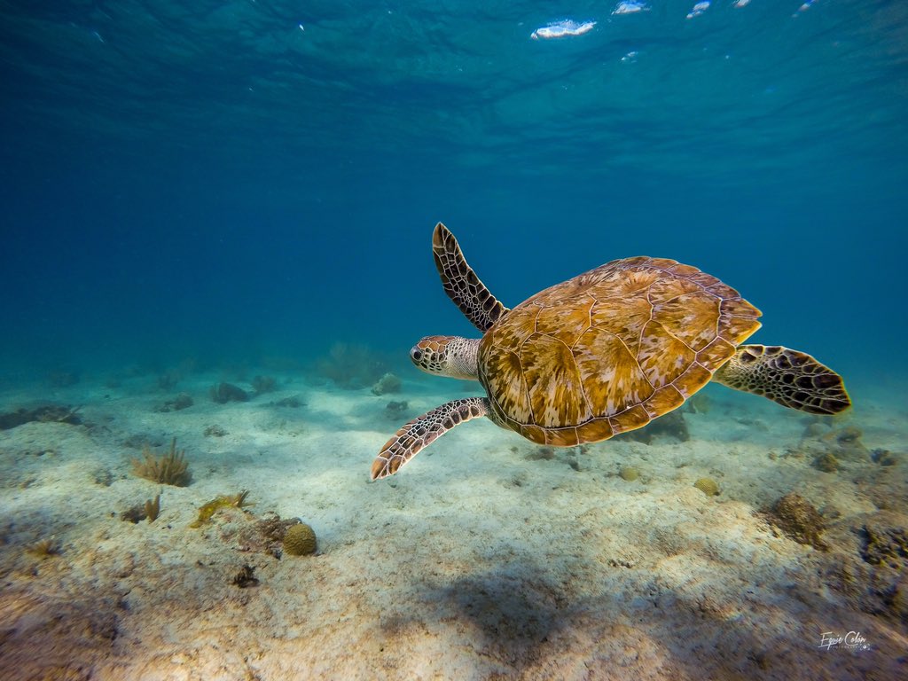 serejo06's tweet photo. Zoni Beach, Culebra #visitpuertorico #prturismo #GoPro #gopro2015 #exclusive_puertorico https://t.co/8S5mSFMj29