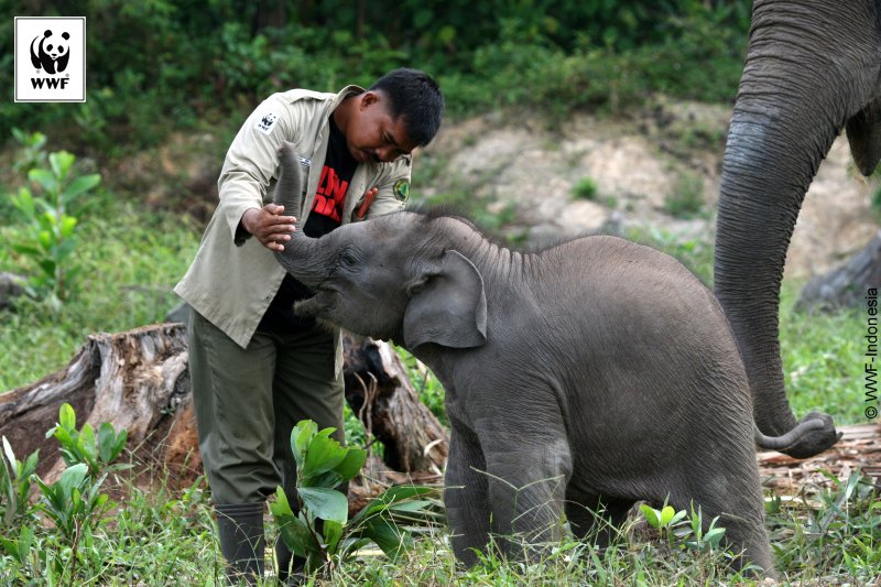 Selamat Hari Pahlawan. Dukung upaya pelestarian Gajah Sumatera melalui wwf.or.id/sahabatgajah