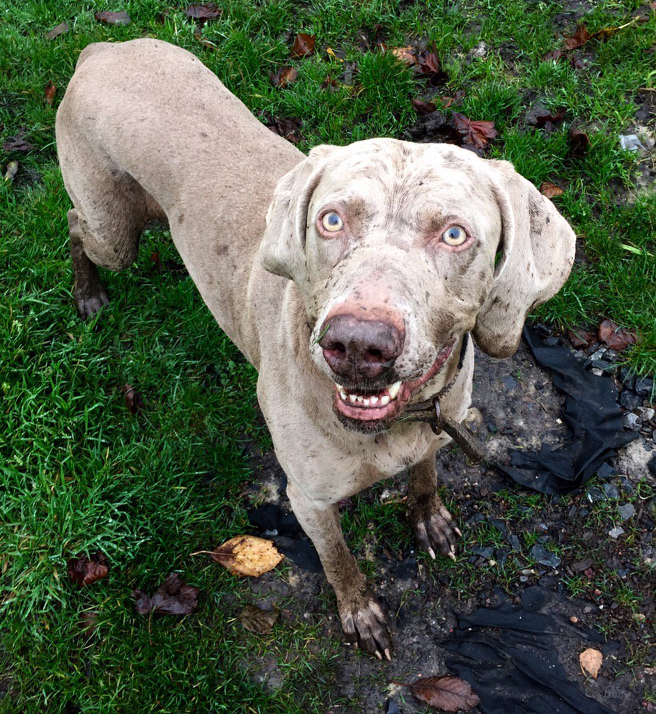 DaleNettleton's tweet photo. So this morning Neeko decided mud is tasty...safe to say he went straight out the back with a bucket of water! 🐶💩 https://t.co/C2bwSjbCzM