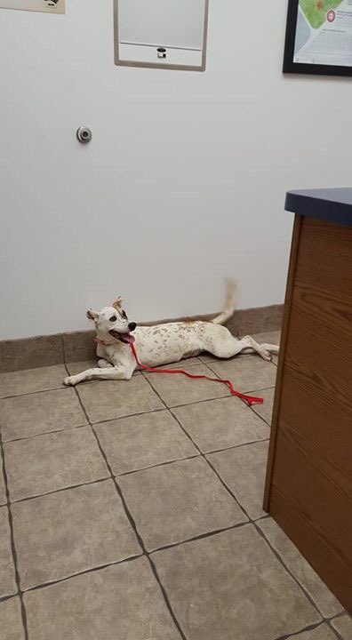 Meet Paloma. Our newest F at BSR. She is a sweet 8 month old HeelerX who's life was living hell, she is Safe Now&amp; ❤️