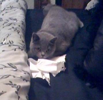 clawdiathecat's tweet photo. Got some more toilet roll to shred 😸 mum is so generous these days! or skint!!#kittensoft #Andrex #toiletroll #cats https://t.co/6bOCGRyDCz