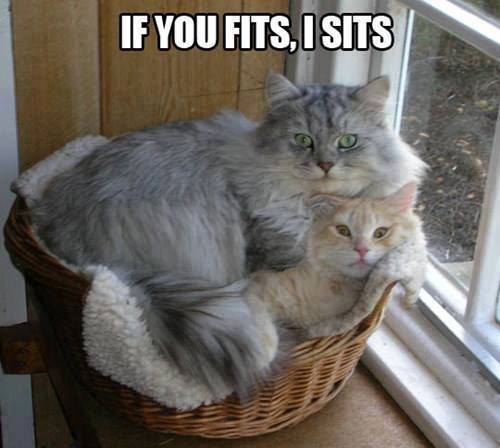 KitNipBox's tweet photo. Cat logic!
#Fursiblingproblems #Funny #Ilovemycats #KitNipBox
#MOLz via grumpy cat memes https://t.co/4WkyhPJupv