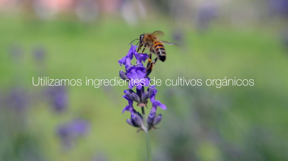 bacab_mx's tweet photo. Estamos en Vía de la #Autosustentabilidad de nuestros procesos de obtención de #esencia / #destilar #vegan #bacabmx https://t.co/OHPAsMns6v