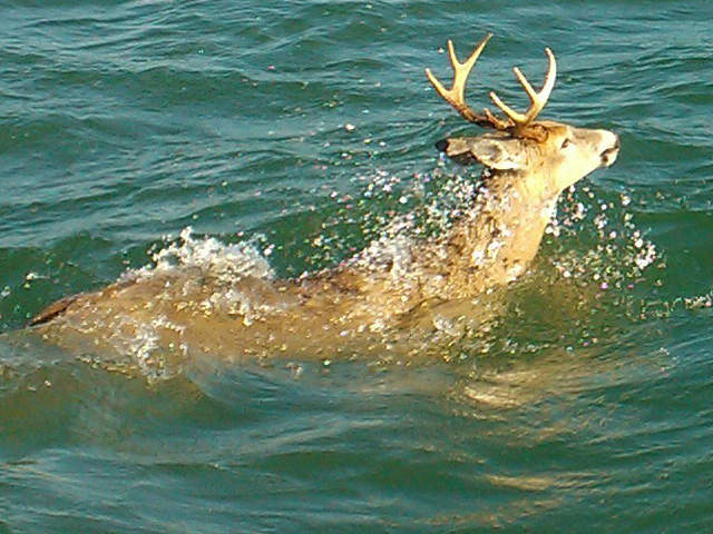 LoyalistYoHolla's tweet photo. Chillin with my caribou pals #LovinTheNewLife #SoChill #Buffalo https://t.co/yoH49ludh8