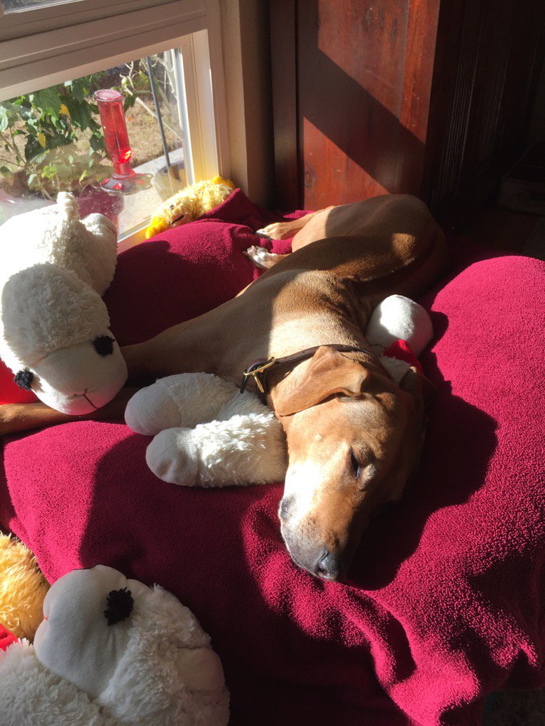 grnbullitt's tweet image. Let sleeping dogs &amp;amp; Lambs lie #MissRiley