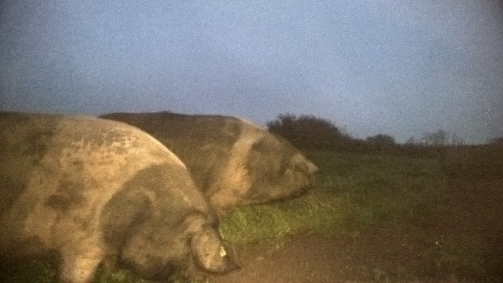 Woodside_Farm's tweet photo. Better late than never. This Sow was looking for a Boar all day, here he is, I will leave em at it 😊 https://t.co/ZCo5iyZq36