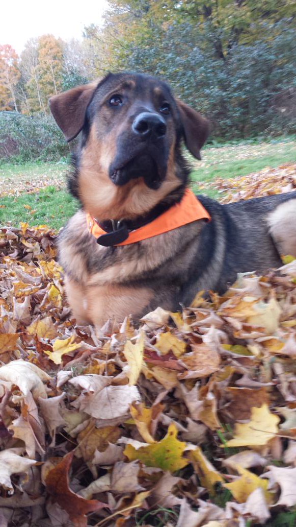 FranPirrie's tweet photo. #iAdopt https://t.co/8sRf45BoI0