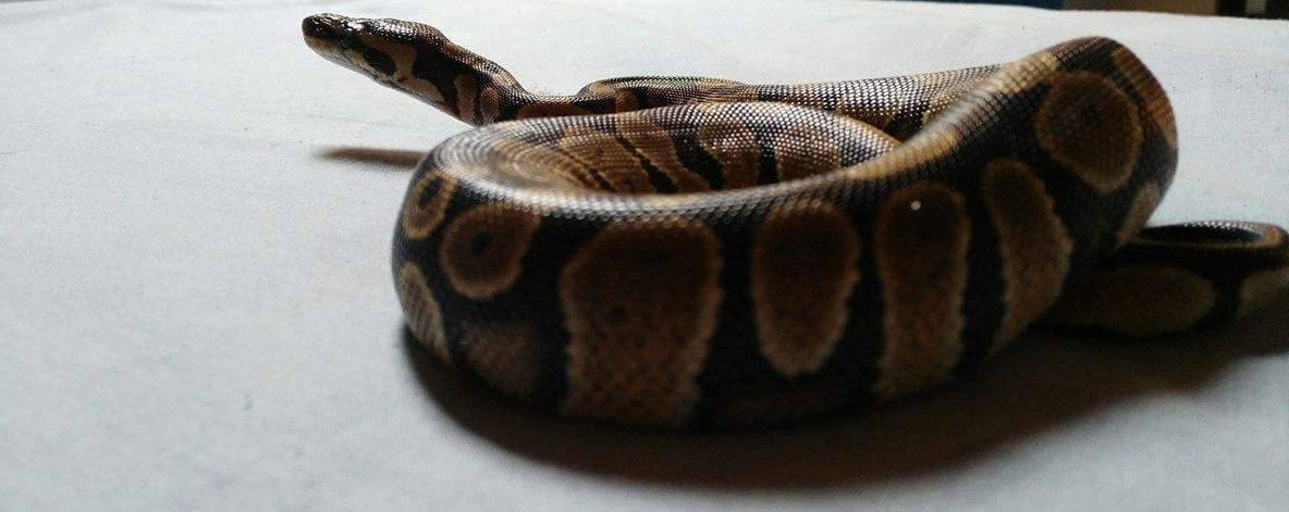 dylanklein10's tweet photo. pyton regius #python #ballpython #pythonroyal #snake #serpent #reptile #pythonregius https://t.co/k3v7hnG3mW