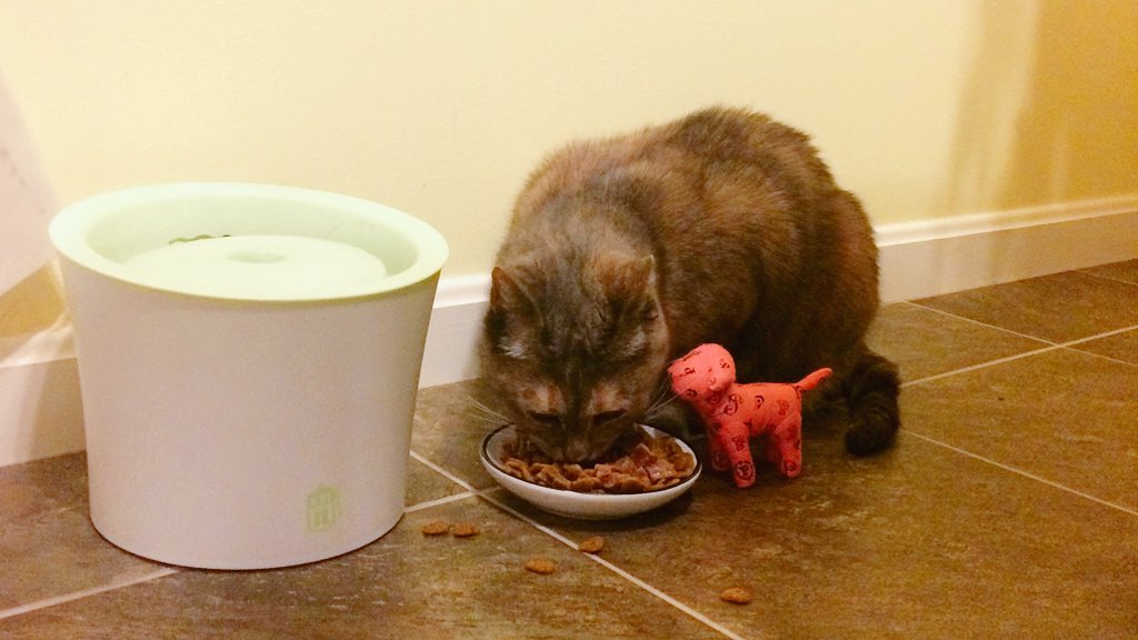 TortillaCosine's tweet photo. Even sidekicks needs to refuel every once in a while. Let me take care of this wet stuff first. #ZSHQ #tunatuesday https://t.co/xcYLoX24EV
