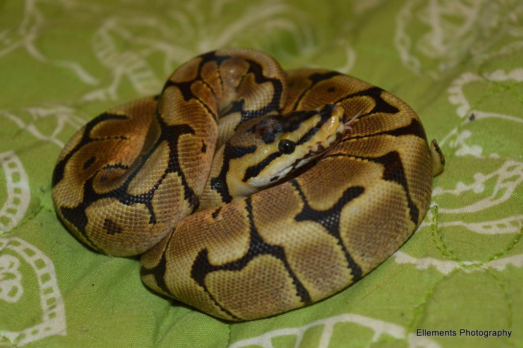 alwaysthehated's tweet photo. @TogTweeter @FotoWebLine my female #spiderhetclown #ballpython #snakes #reptiles #spiderballpython #photography https://t.co/TKc9KGXGwT