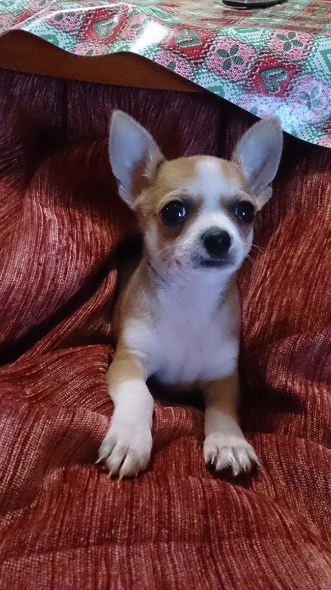 cg_lorena's tweet photo. La compañía perfecta para una buena siesta! https://t.co/ZFlMZqH3Dv