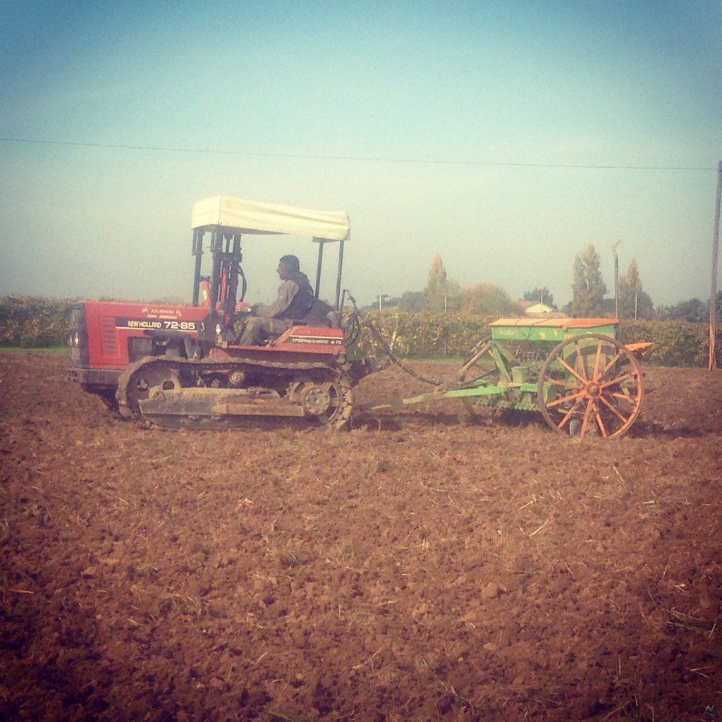 ancaranivini's tweet photo. Sowing the seeds of love : #senatorecappelli ancient durum wheat 
#ancarani #biodiversity #oriolodeifichi https://t.co/cJC5fCeHT5
