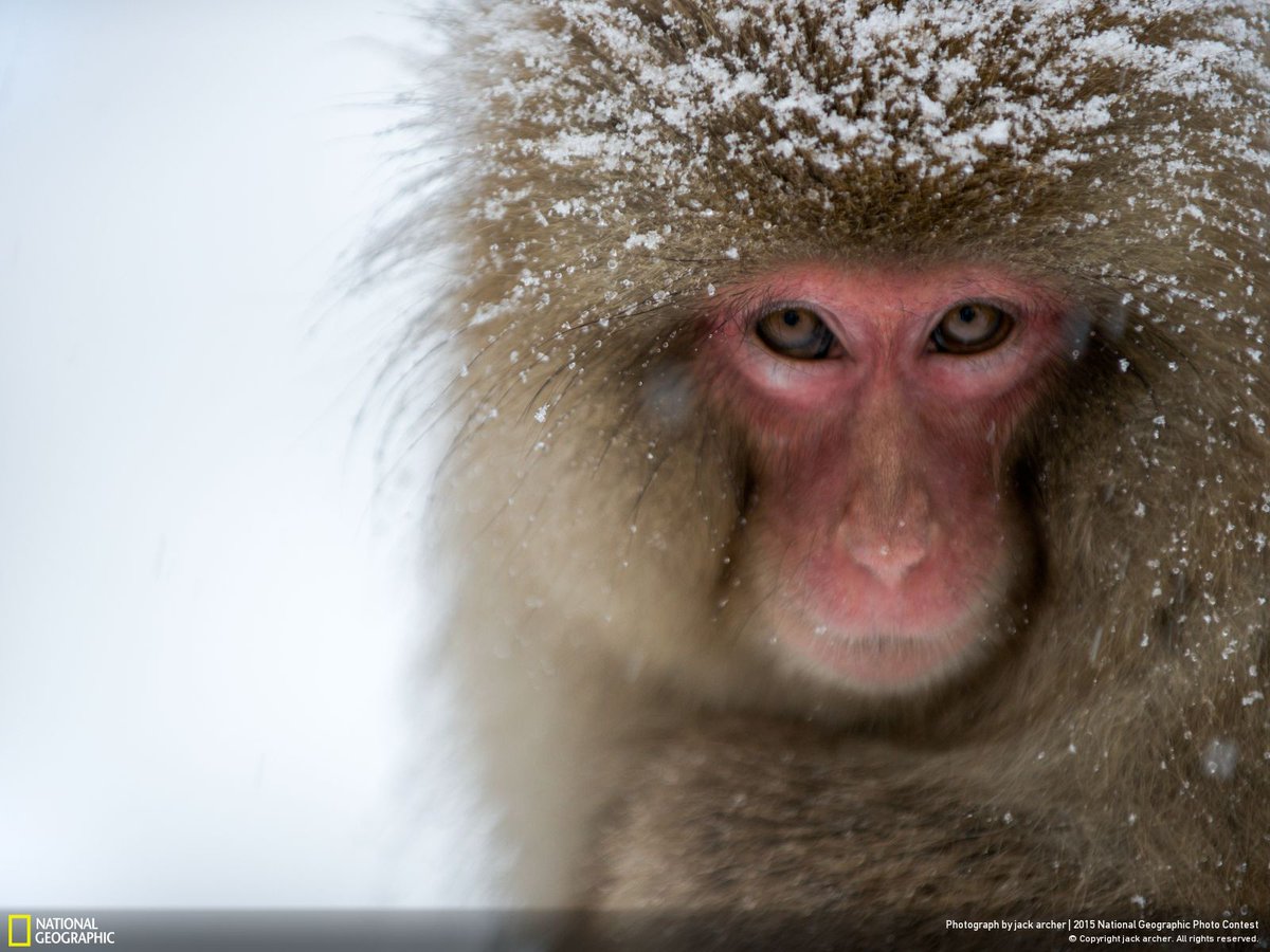 NatGeo's tweet photo. It's the final week of the National Geographic Photo Contest. Have you entered? https://t.co/lr64wAizUY https://t.co/FONklKkxzH