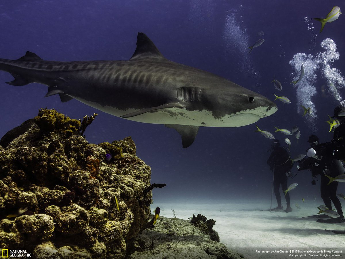 NatGeo's tweet photo. It's the final week of the National Geographic Photo Contest. Have you entered? https://t.co/lr64wAizUY https://t.co/FONklKkxzH