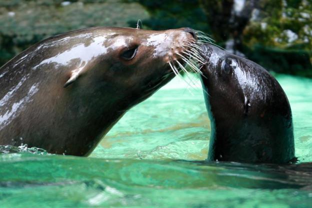 RN_DORTMUND's tweet photo. UPDATE getötete Seelöwin Holly: Tierschützer setzen Belohnung für Hinweise auf Täter aus https://t.co/MUn3yzWpBd https://t.co/iA1fCFPhqR