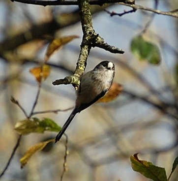 Wexcoastbirds's tweet photo. Had a flurry of Long-tails through the garden this morning...#PunkBirds https://t.co/LpfdfZ8Cmd