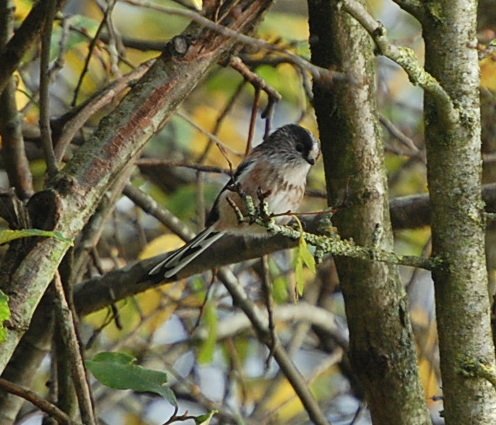 Wexcoastbirds's tweet photo. Had a flurry of Long-tails through the garden this morning...#PunkBirds https://t.co/LpfdfZ8Cmd