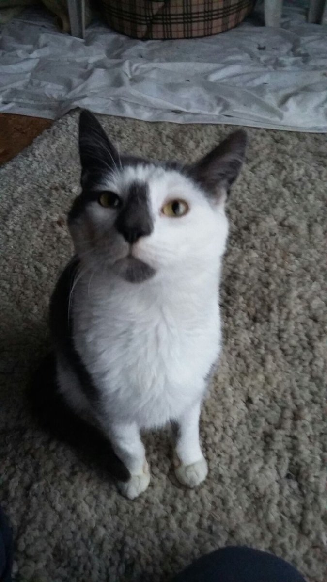 KeighleyCatCare's tweet photo. #HansumBasturtTooosday 
Prince, no words needed.... #AdoptDontShop now! #Yorkshire https://t.co/EPrhCOrZ6T