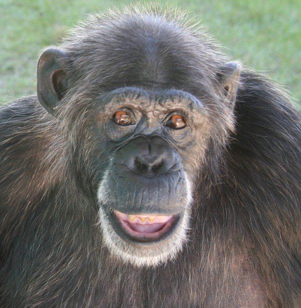 sru_ocel's tweet photo. Meet April, one of the chimps you could get to know on the Ft. Pierce Spring #CareBreak.
https://t.co/MP7RFIB7kO https://t.co/nsHkyz9HnI