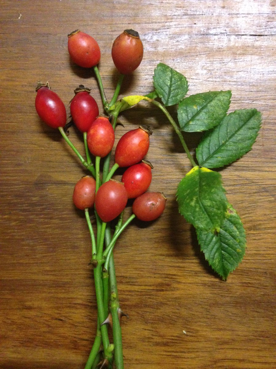 TheFieldWorks's tweet image. Plenty around this year.....but now is the last chance to pick them locally #forage #nature #Exmoor