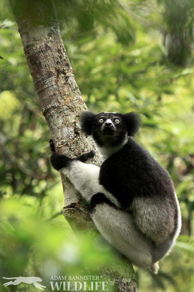Indri in Madagascar #Canon #wildlife #lemur #nature <a href="/CanonUSAimaging/">Canon USA Corp.</a> 
adambannisterwildlife.com