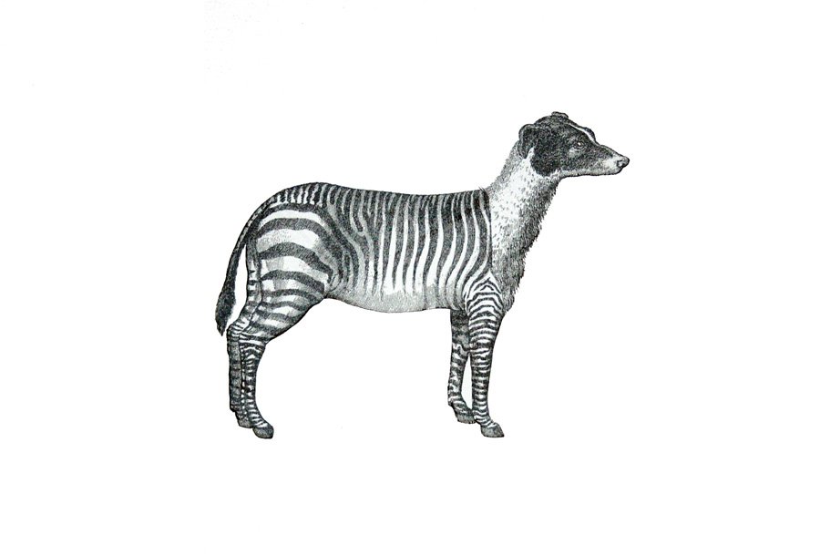 Today's pick of the pics : the brilliant 'Zebradog' by <a href="/penelope_kenny/">Penelope Kenny</a> ow.ly/UciDc